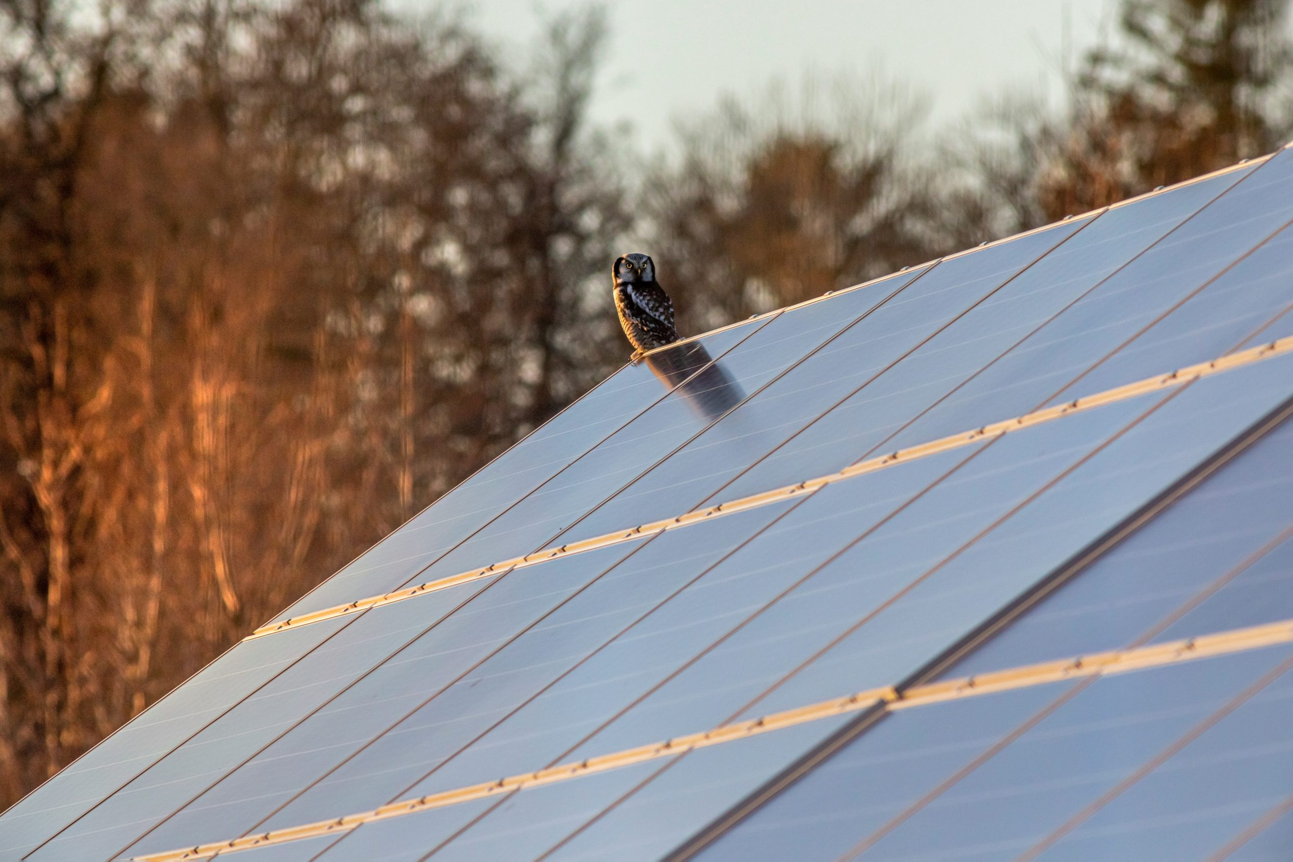 An owl perches on a tilted solar panel array outdoors, with blurred trees in the background and warm sunlight illuminating the scene.